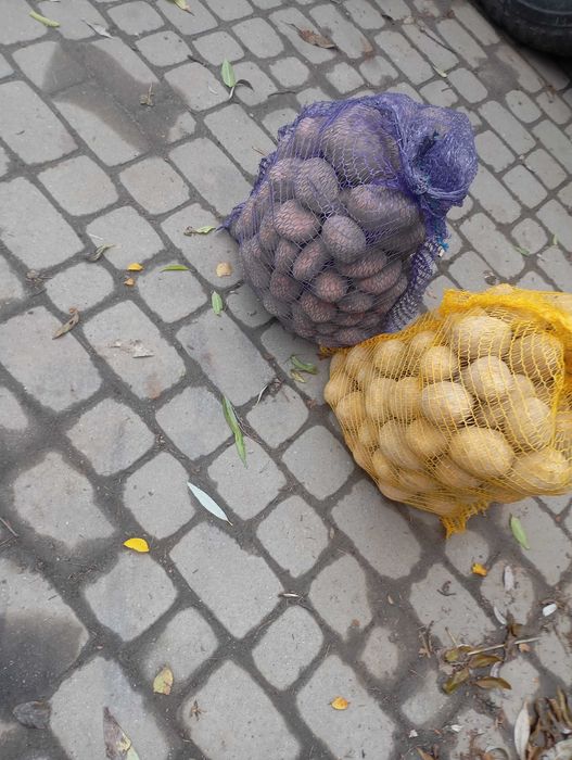 Ziemniaki jadalne oraz wielkość sadzeniaka