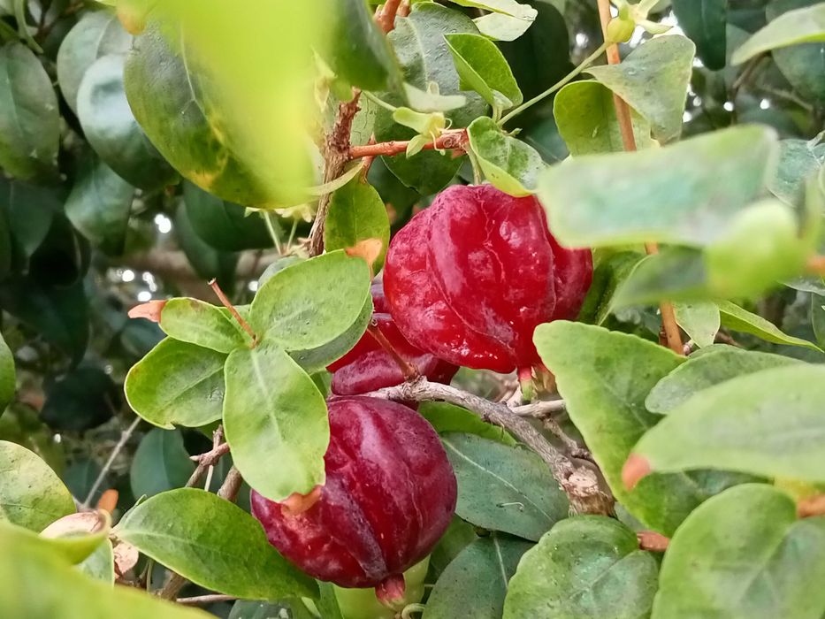 Pitangueira em vaso