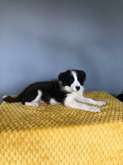 Хлопчики, дівчинка бордер коллі. Цуцики бордер коллі