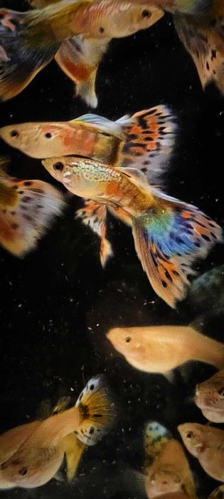 Gupik gupiki mozaika staromodna