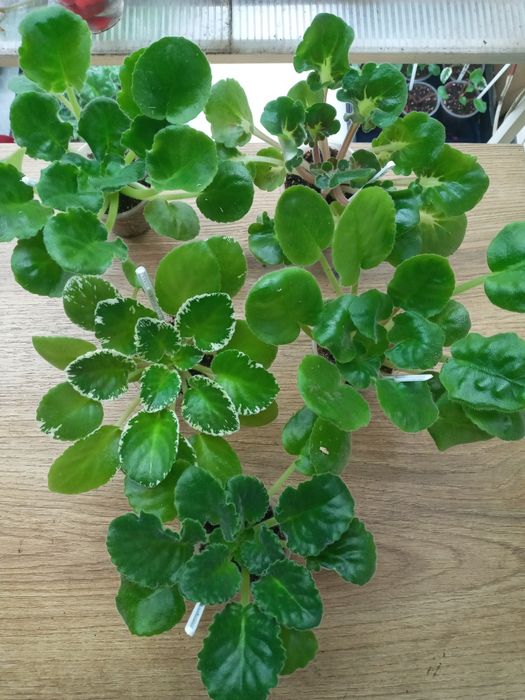 Фіалки сортові, набори