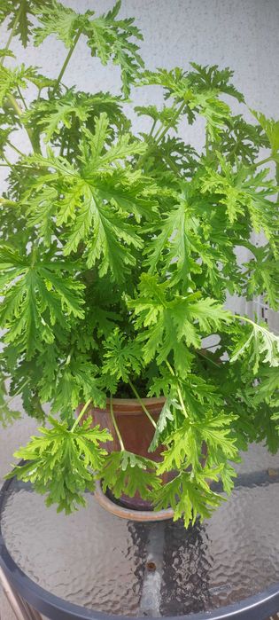 Geranium Anginka