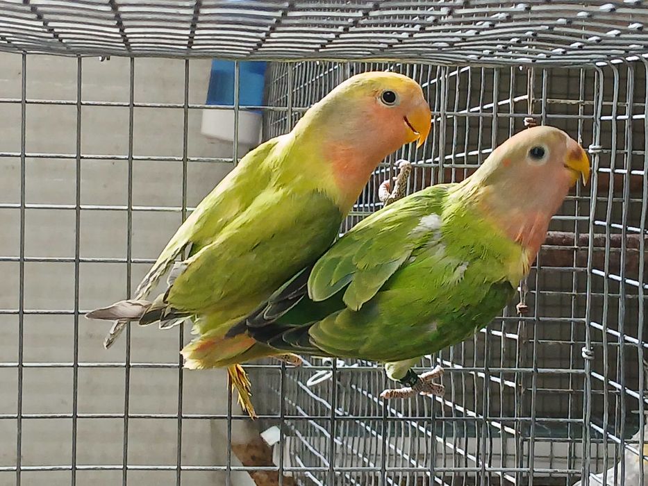 Casal de roseicollis