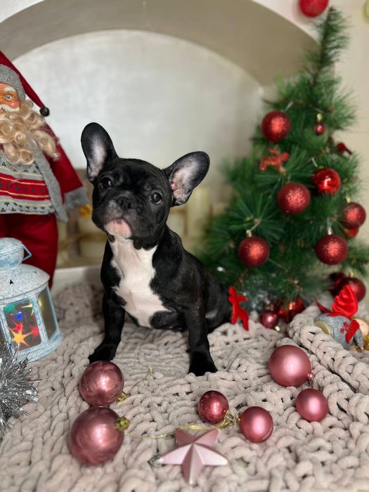 Французькі бульдожки