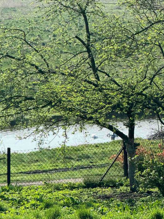 Житловий будинок та земельна ділянка 35 сот., с. Мальчиці