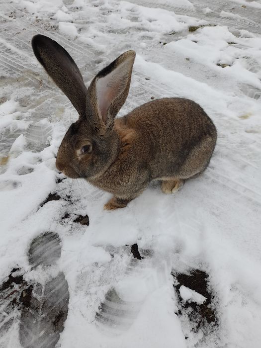 Sprzedam młodą samiczkę belga