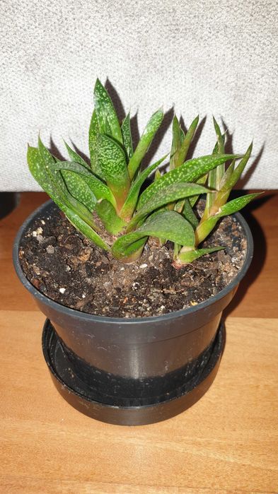 Gasteria, sukulent