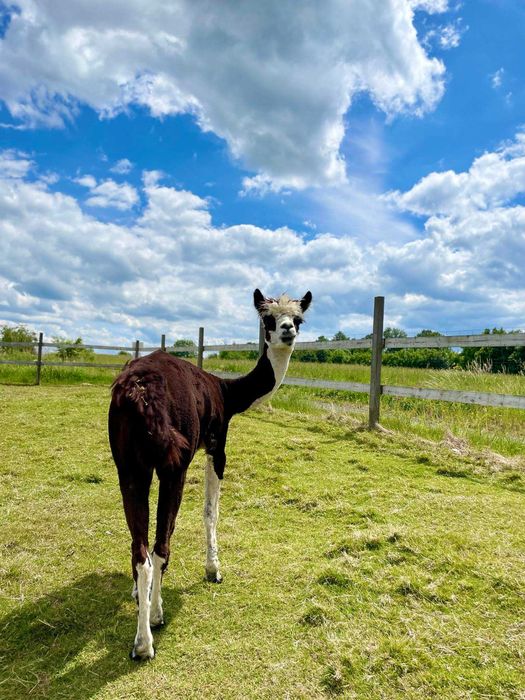 Alpaka samiec huacaya