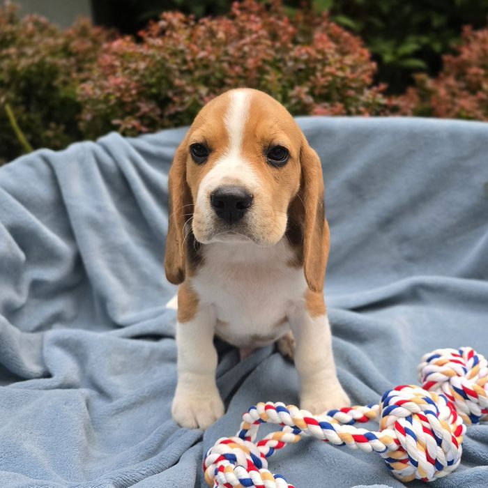 Beagle,  piesek Fargo, szczeniak,  ZKwP FCI