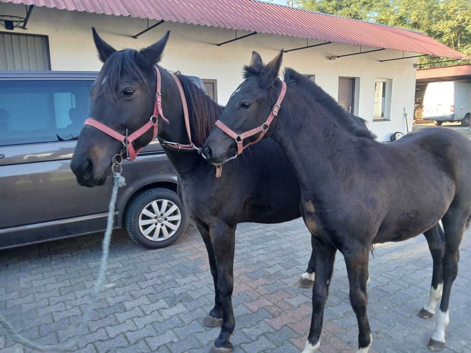 klacz wielkopolska + źrebak