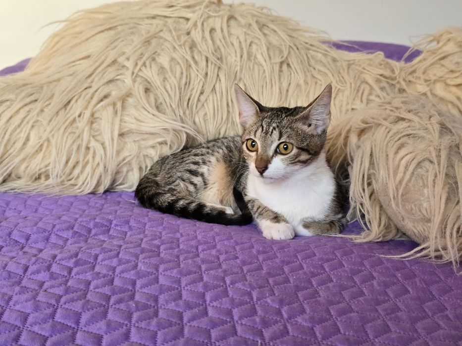 Cléo, para adoção