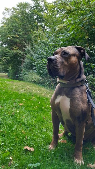 American bully xl