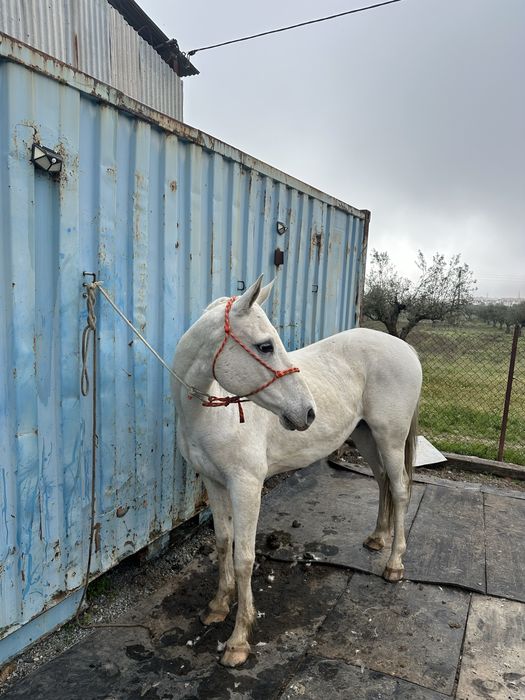 Cavalo Castrado para aulas com 12 anos