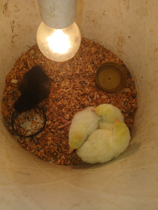 Ovos de peru galados
