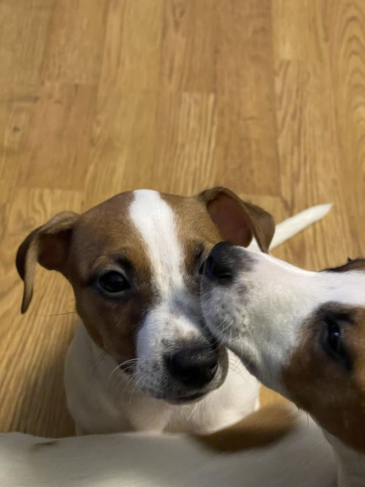 Джек Рассел Терʼєр дівчата