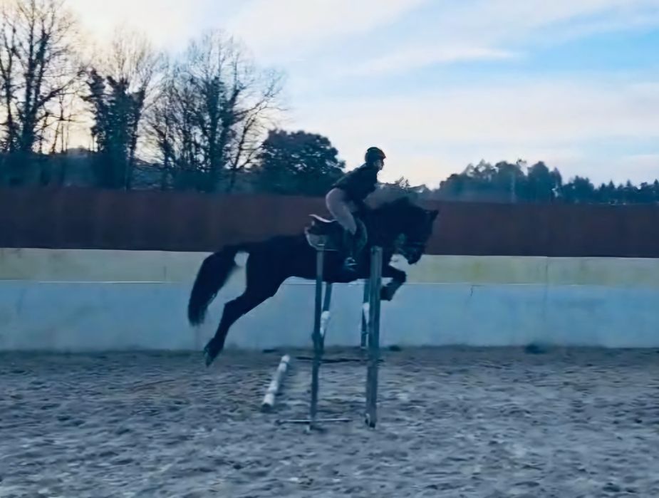 Égua preta com 6 anos