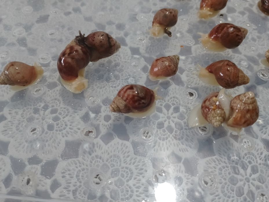 Улитки Ахатины 1шт-30грн