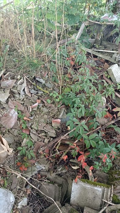 Oddam za darmo gruz.