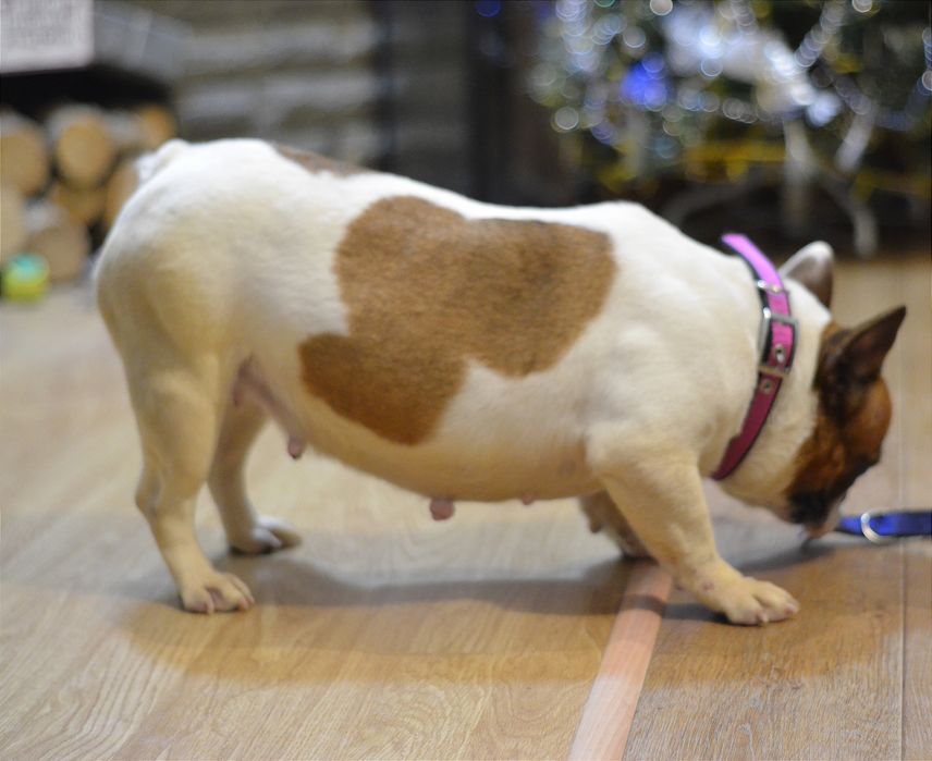 Французька леді .