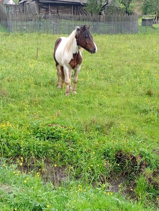 Продам __коня___