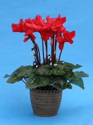 Цикломени насіння