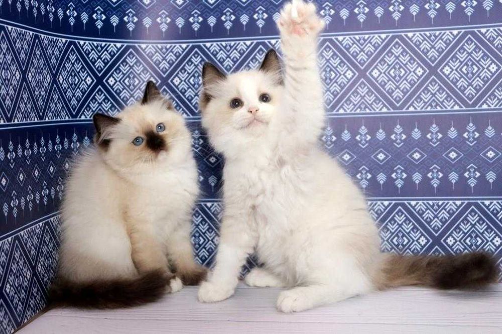 Дивовижні кошенята породи регдолл