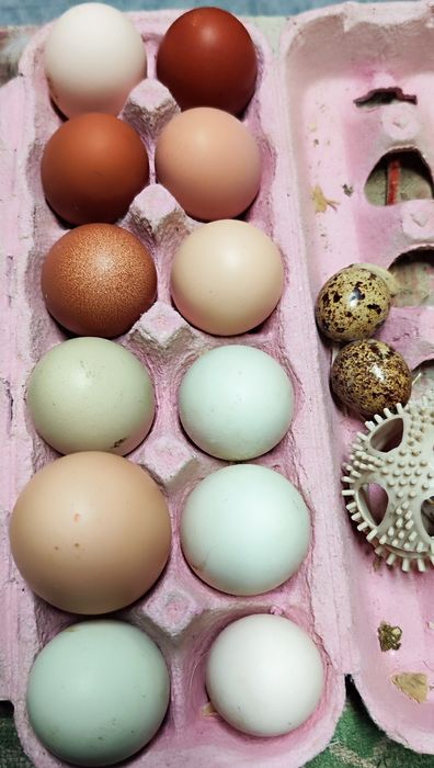 Vendo ovos caseiros