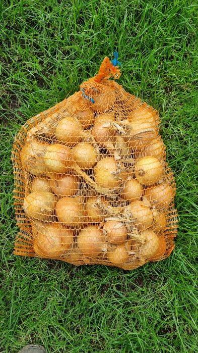 Cebula worek  10kg 15kg żółta czerwona