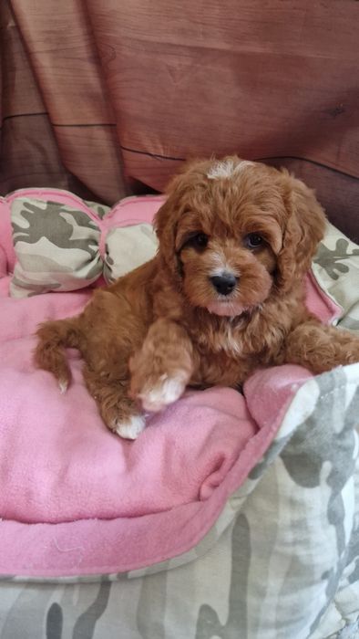 Sunia cavapoo f1