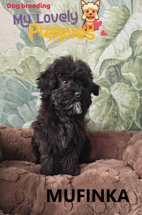 Maltipoo czarnulka dziewczyna Mufinka