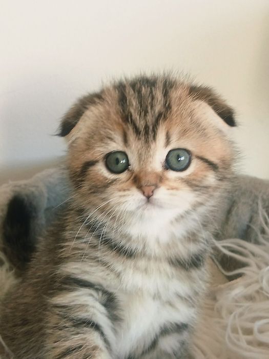 Menina Scottish Fold