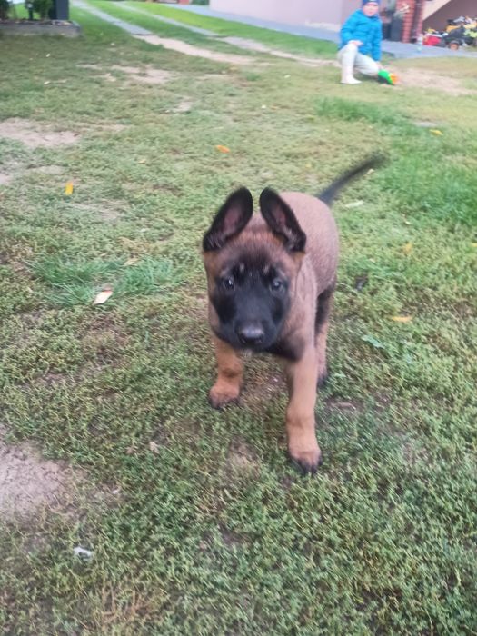 Owczarek Belgijski Malinois