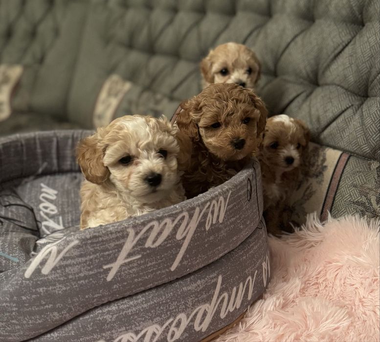 Мальтипу мальтипу