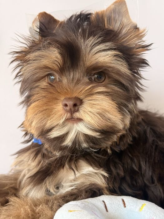 York, yorkshire terrier choco-tan Batman