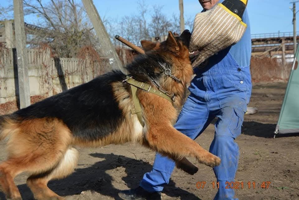 Елітні цуценята німецької вівчарки