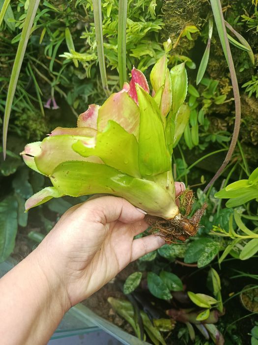 Неорегелія Neoregelia sp mini