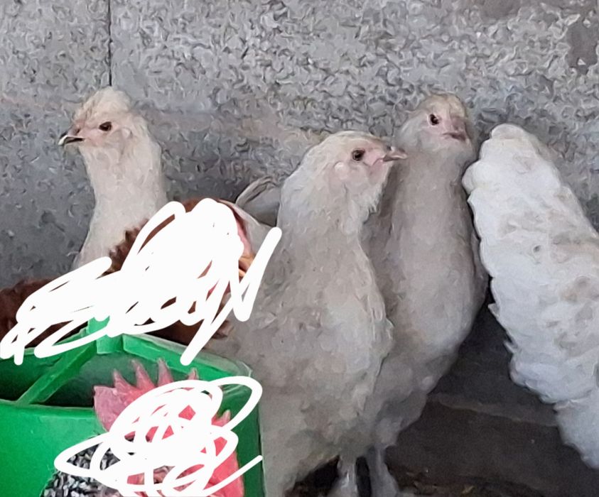 Vendo vários garnisés