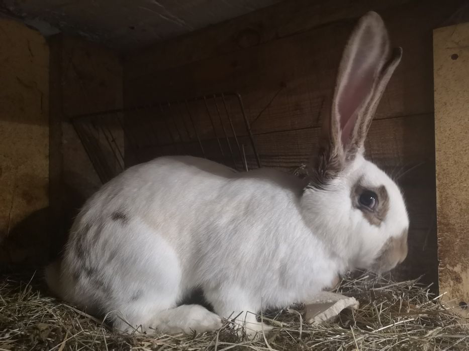 Sprzedam samice srokacza