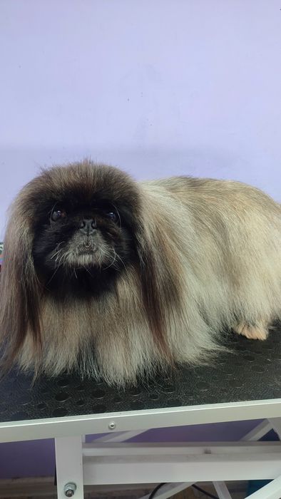 Ищу моделей на груминг 

Я начинающий грумер.
Работала в салоне 9