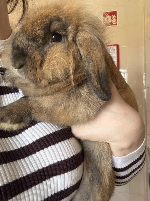 Adopção de coelho belier