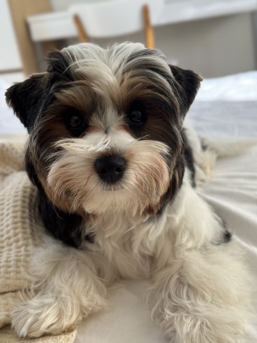 Вʼязка бівер йорк хлопчик