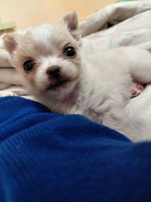 Продається чіхуахуа дівчинка міні,10.000