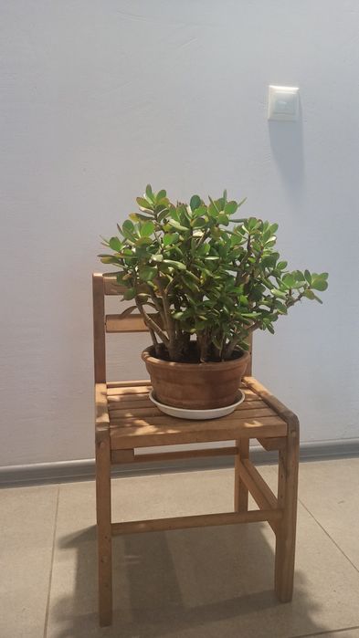 Грошове дерево без горщика