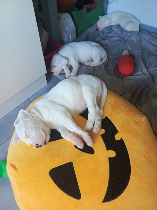 Dog Argentyński szczeniak