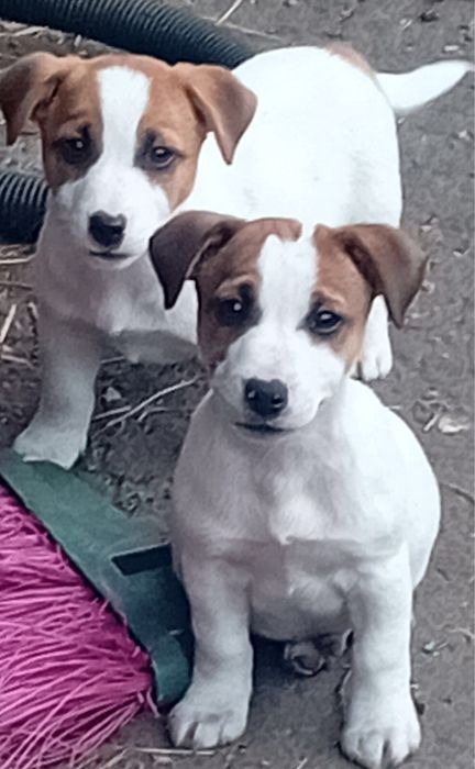 Jack russell terrier