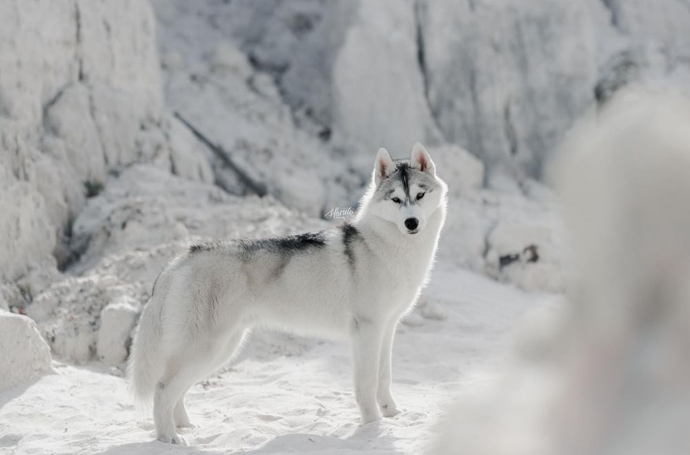 Husky Siberiano com LOP - iaspis
