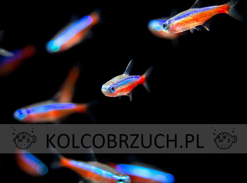 Neon czerwony - Paracheirodon axelrodi - dowóz, wysyłka