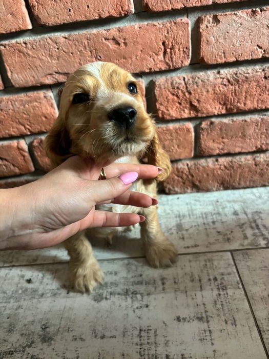 Cocker spaniel angielski piesek