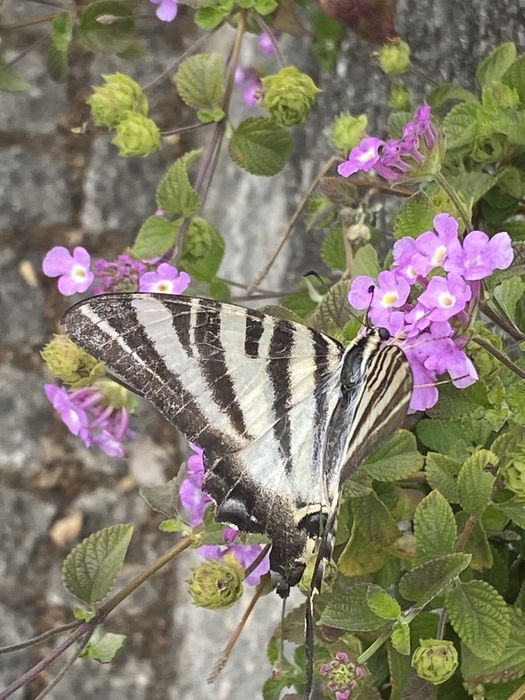 Pele sintetica genuina
