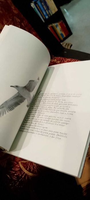 Richard Bach - Fernão Capelo Gaivota